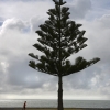 A Norfolk Pine on the seafront of Napier, New Zealand.